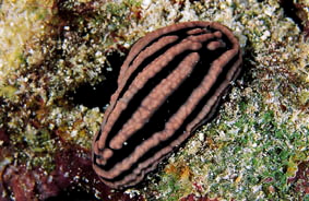  Phyllidiella rosans (Sea Slug)
